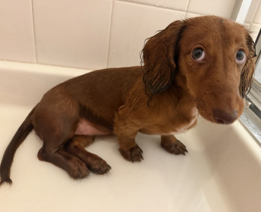 A freshly showered Poochie sitting in the tub, wet and composed