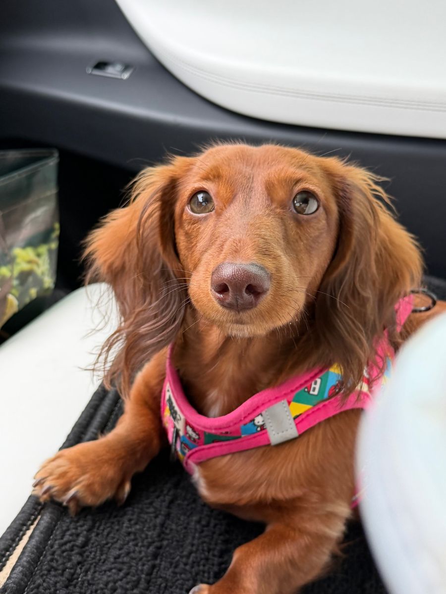 Poochie looking up pleadingly from the floor of a car, wearing her pink harness