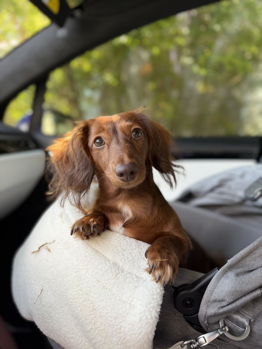 Poochie resting her paws on a fleece car seat cover, head tilted, ready for her close-up
