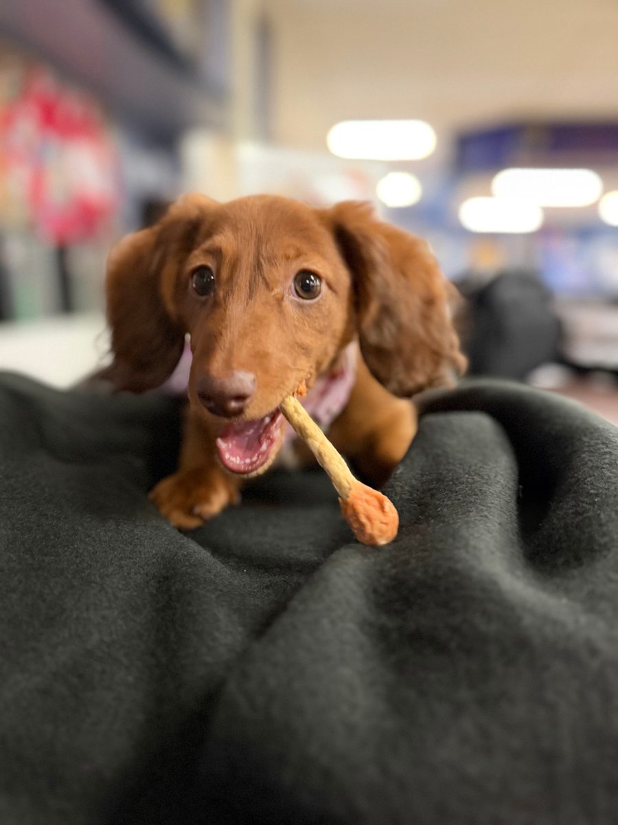 Puppy Poochie on a dark blanket in a store, with a treat stick poking out of her mouth