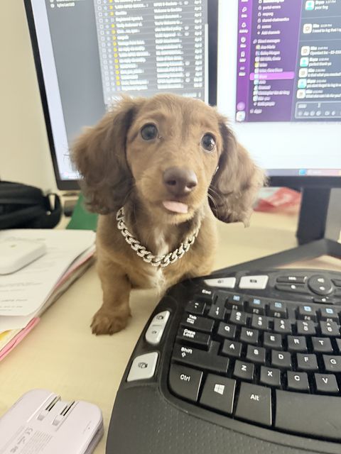 Puppy Poochie at an office desk in front of a keyboard, wearing a chain necklace