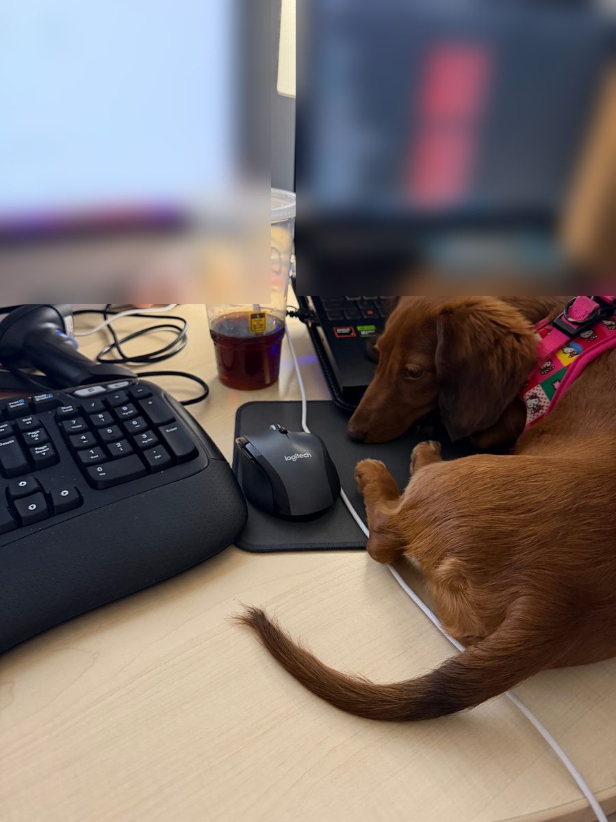 Poochie asleep on a laptop keyboard at an office desk, with her tail across the mouse pad