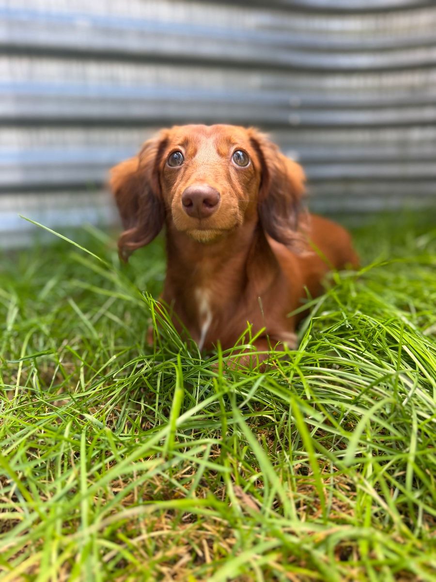 Poochie lying low in tall green grass, looking up with a very innocent expression
