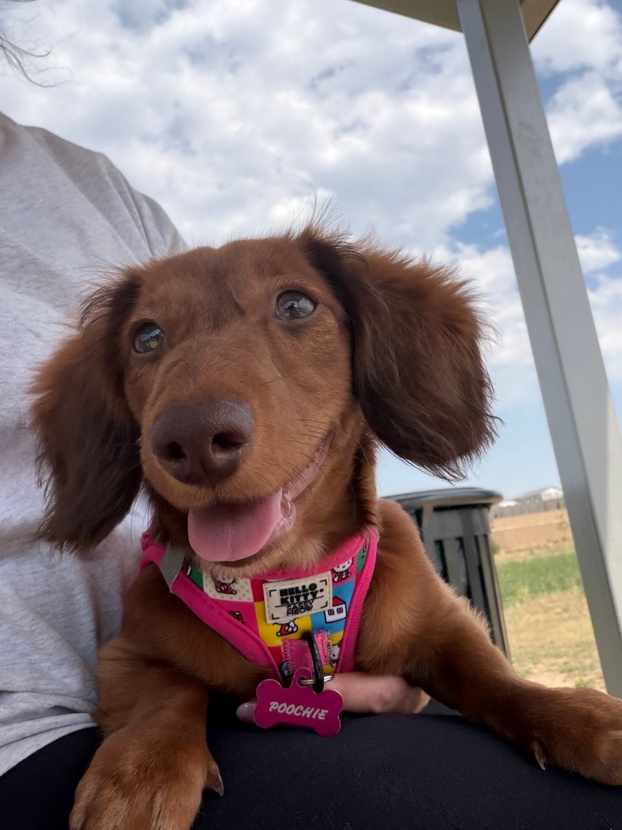 Poochie sitting on a lap under a blue sky, smiling with her tongue out, wearing her pink bone-shaped name tag