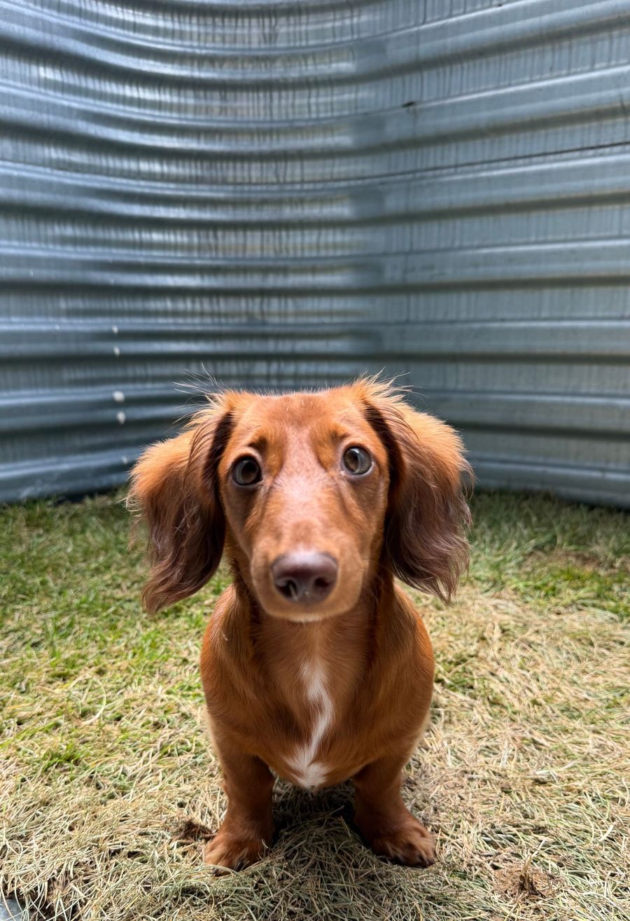 Poochie sitting on grass in front of a corrugated metal wall, staring directly into the camera
