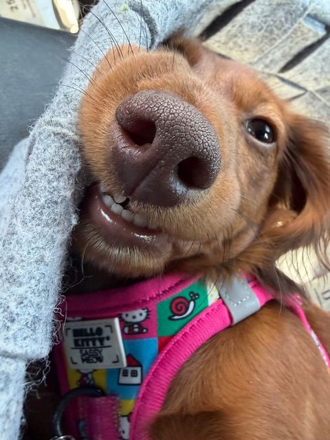 Close-up of Poochie grinning under a grey blanket, showing her front teeth