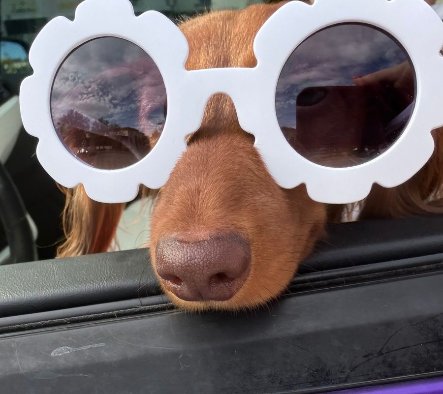 Poochie in oversized white flower sunglasses, nose resting on a car window ledge