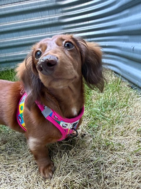 Poochie tilting her head beside a corrugated metal wall, grass on her nose