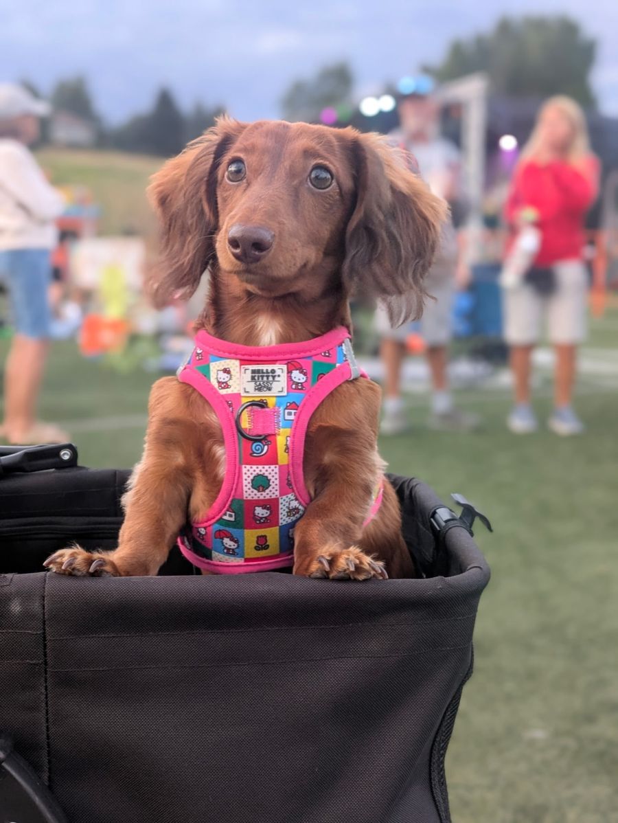 Poochie standing up in a black wagon at an outdoor event, looking like she owns the place